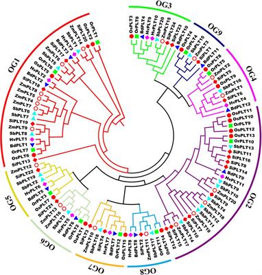 Micro-Evolution Analysis Reveals Diverged Patterns of Polyol Transporters in Seven Gramineae Crops